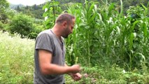 Gürcistan sınırında, Karadeniz'in eşsiz doğasında damla bal projesi