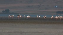 Seyfe Gölü'nde Flamingolar Arasındaki Turnalar Görenleri Şaşırttı