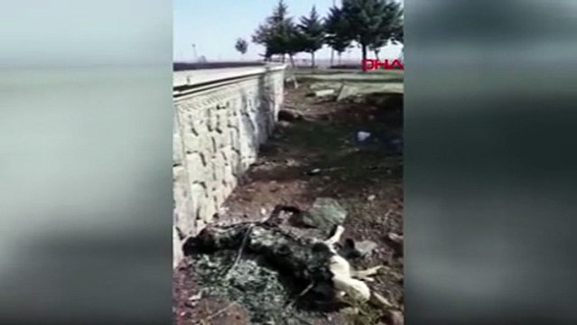 Ağzından salya akıyordu, ölüydü dedi, sokak köpeğini yaktı; polis ifadesinin ardından serbest bırakıldı