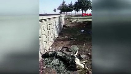 "Ağzından salya akıyordu, ölüydü" dedi, sokak köpeğini yaktı; polis ifadesinin ardından serbest bırakıldı