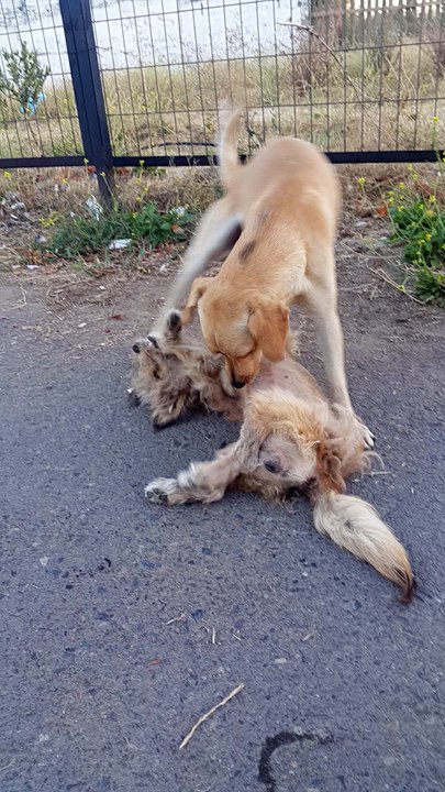 This Stray Puppy Lost His Partner