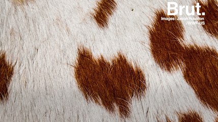 L'industrie du cuir et ses effets sur l'environnement