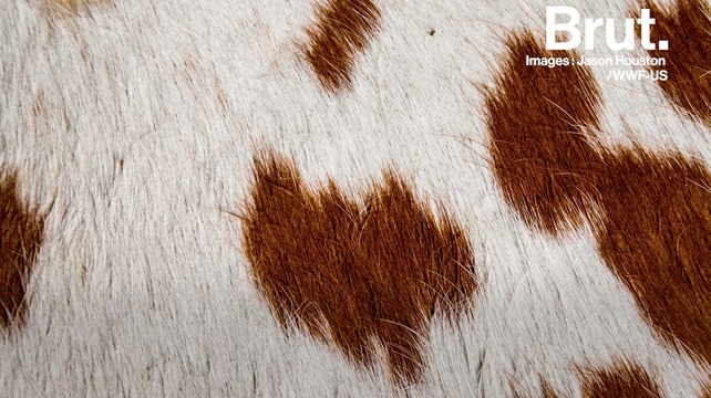 L'industrie du cuir et ses effets sur l'environnement