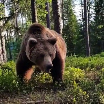 Un ours énorme vient rendre visite à des campeurs