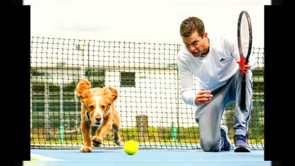 شاهد: تيم هينمان يدرب الكلاب على إحضار كرات التنس في بريطانيا