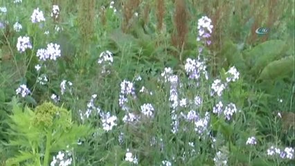 Urema Yaylası Karlı Dağları ve Rengarenk Çiçekleri ile Muhteşem Bir Doğal Güzellik Oluşturuyor
