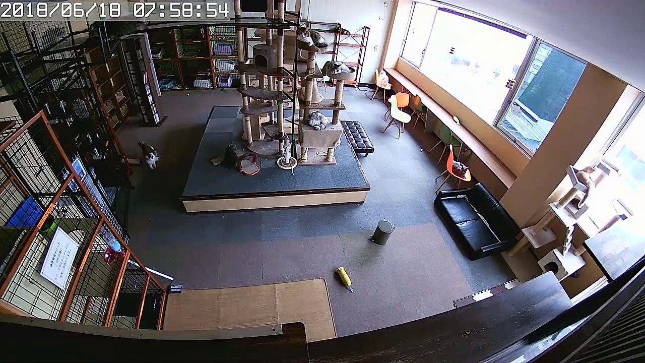Des chats réagissent plusieurs secondes avant l’arrivée des secousses d’un séisme au Japon.
