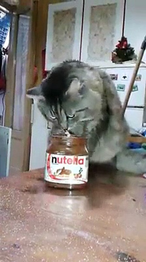 Les Chats Aussi Adorent Le Nutella La Preuve Video Dailymotion