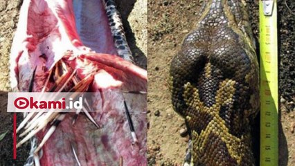 Terlalu Rakus, Ular Ini Mati Gara-gara Memangsa Landak