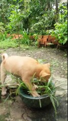 The Ultimate Fight Battle cat and dog