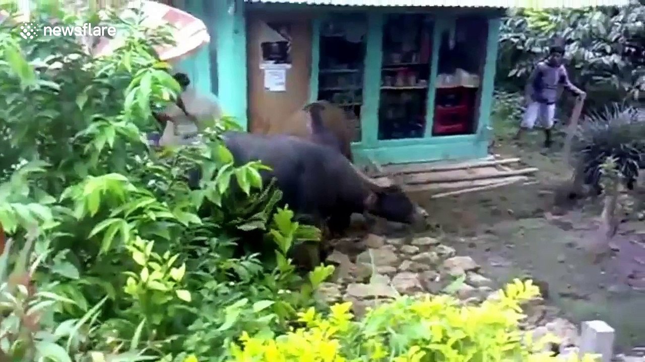 Terrified residents intervene after two buffalo start fight in middle of village