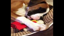 Best Of Cute Boxer Puppies Compilation #2 - Funny Dogs 2018