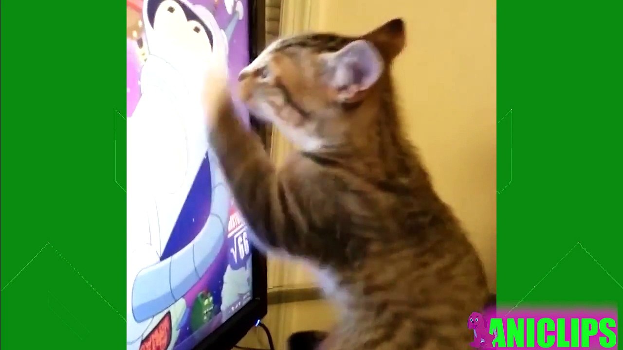 *TOUCHES *Funny Animal Videos Compilation 2018 | Animales Haciendo Cosas Videos