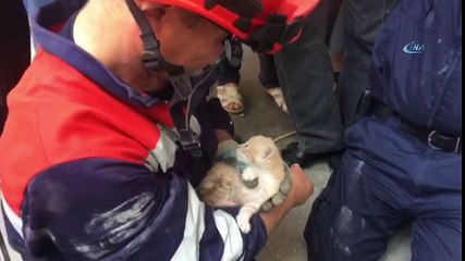 Sultanbeyli'de Su Borusuna Sıkışan Yavru Kedileri İtfaiye Kurtardı