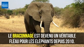 Afrique : Les éléphants changent leurs habitudes pour échapper aux braconniers