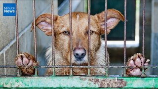 Californie : La vente d'animaux d'élevage dans les animaleries est désormais interdite
