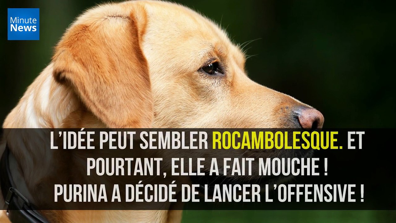 Et si les salariés pouvaient emmener leur chien au bureau ?