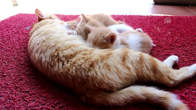 Sokak kedisi ve yavrularının yeni evi sağlık merkezi oldu - BOLU