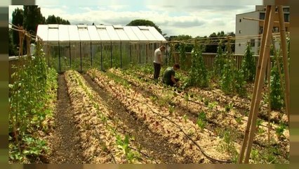 Belgio: un orto sul tetto del supermercato
