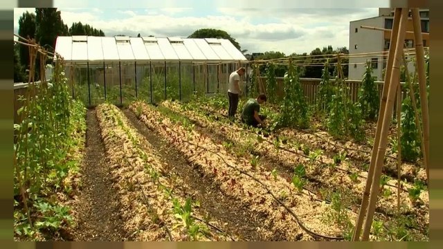 Belgio: un orto sul tetto del supermercato