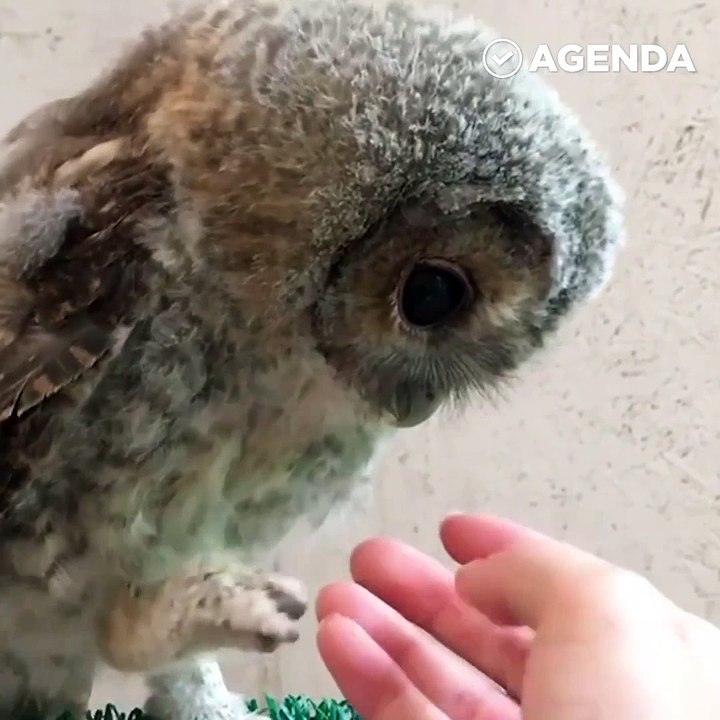 Самая милая сова на свете