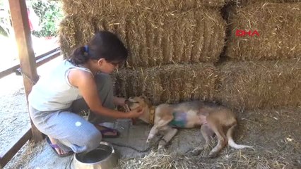 Antalya Göğsünde Kesik Olan Yaralı Köpeği Kurtardılar