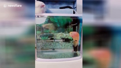 Goldfish kisses curious cat leaning over aquarium