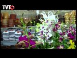 Exposição de orquideas em Mogi das Cruzes - Rede TVT