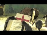 Penguins Predict An England Win Over Sweden In World Cup Quarter-Final - Russia 2018 World Cup