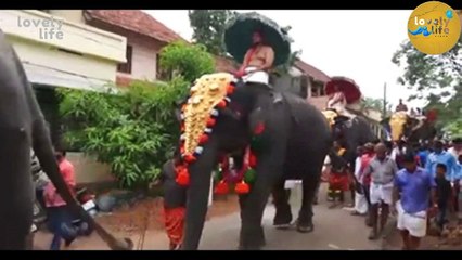 Funny Videos 2017 - Funny People Doing Stupid Things _ Lovely Life ( 720 X 1280 )