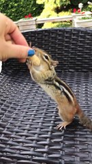 Maximum Peanut Capacity Has Been Reached