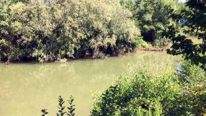 Denize yönlendirilen yunus balığı, yeniden ırmağa girdi