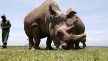 Scientists Use Test-Tube Science to Save the Nearly Extinct Northern White Rhino