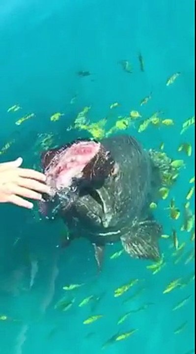 Cet énorme poisson "Goliath" avale un poisson d'un coup !