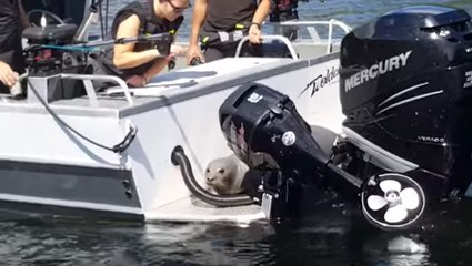 Effrayée par les baleines, une otarie se réfugie sur un bateau pour rester en vie !