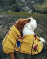 Dogs sharing romantic moments. Isn`t it sweet!If you love our page, please say something about this post [a smile, emoticon or whatever] this way our posts wi