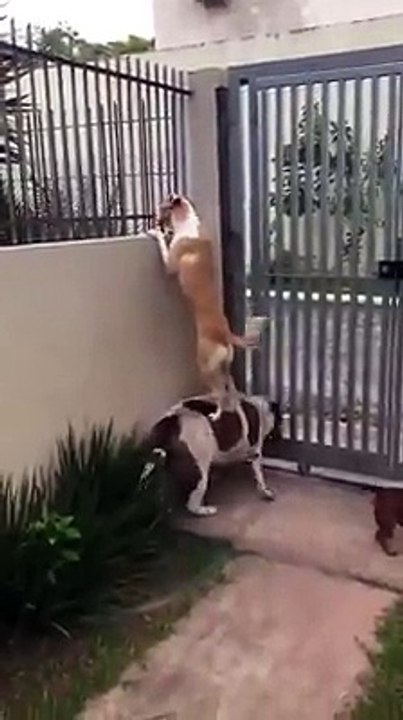 Hold on a little i need to talk to the neighbor