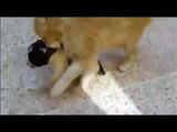 A Mama cat heard a motherless puppy crying - WONDERFUL REACTION!!!If you love our page, please say something about this post [a smile, emoticon or whatever] t