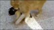 A Mama cat heard a motherless puppy crying - WONDERFUL REACTION!!!If you love our page, please say something about this post [a smile, emoticon or whatever] t