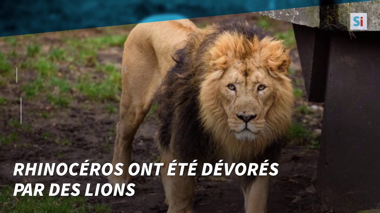 Des braconniers dévorés par des lions en Afrique du Sud
