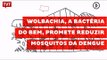 Wolbachia, a bactéria do bem, promete reduzir mosquitos infectados de dengue