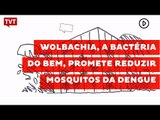 Wolbachia, a bactéria do bem, promete reduzir mosquitos infectados de dengue