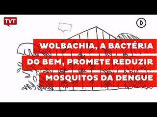 Download Video: Wolbachia, a bactéria do bem, promete reduzir mosquitos infectados de dengue