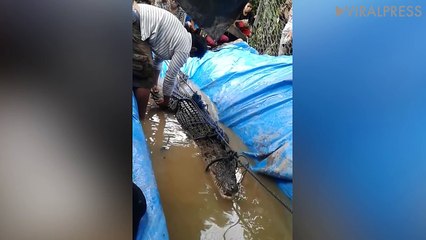 Furious crocodile refuses to be caught and tries to bite handler's leg