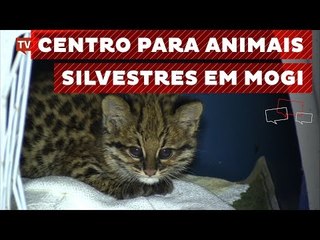 Veterinário defende criação de centro para animais silvestres em Mogi