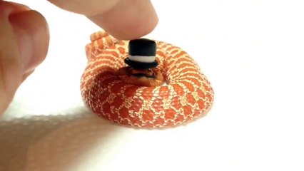 Ce petit serpent déguisé est juste ADORABLE
