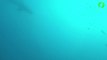 Ce plongeur se met à paniquer quand il aperçoit un requin blanc tout proche