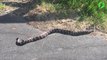 2 serpents s'entortillent bizarrement au milieu de la route