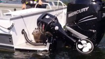 Un petit phoque grimpe dans un bateau pour échapper à une orque