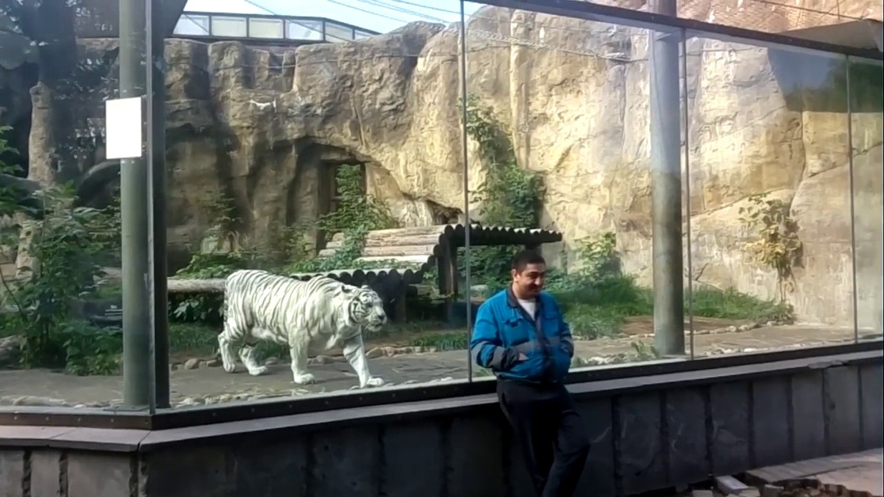 Ce tigre blanc n'a qu'une envie : le manger!!!